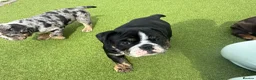 Olde English Bulldogge dogs for sale: STUNNING RARE OLD ENGLISH BULLDOG PUPS - Advert 25