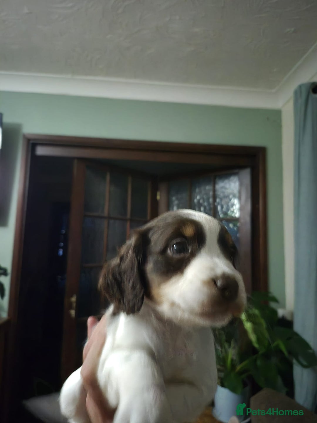 Cocker Spaniel dogs for sale: Spaniel puppies - Image 2