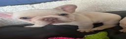 French Bulldog dogs for sale: 3 white adorable French bulldog puppies - Advert 11