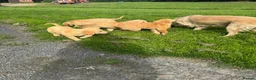 Golden Retriever dogs for sale: Health tested DNA happy KC puppies - Advert 4