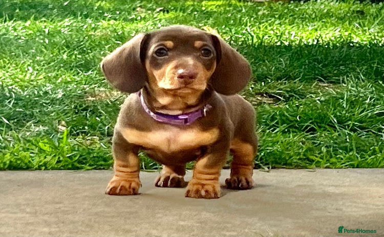 Miniature Dachshund dogs - Advert 3