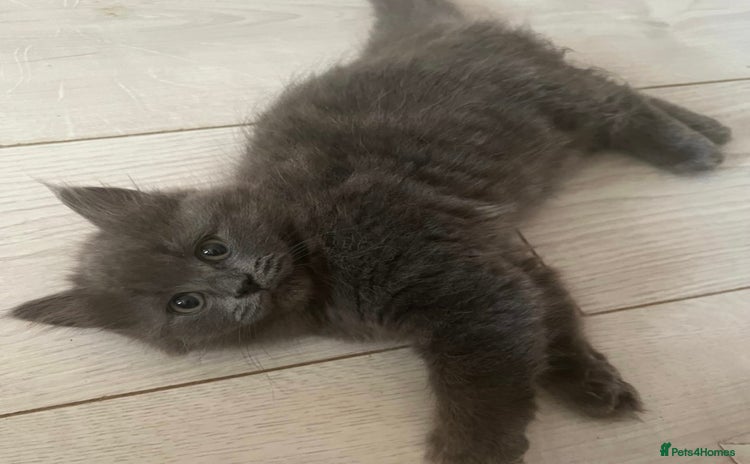 British Shorthair cats - Advert 2