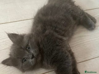 British Shorthair cats - Advert 2