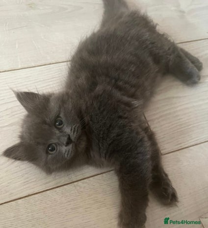 British Shorthair cats - Advert 2