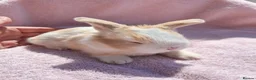 Mini Lion Lop rabbits for sale: Breeding pair of mini lion lops plus babies - Advert 4