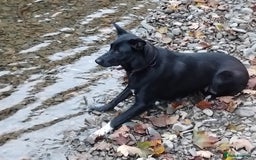 Border Collie dogs for sale: Border Collie 3/4 Kelpie 1/4 puppies - Image 5