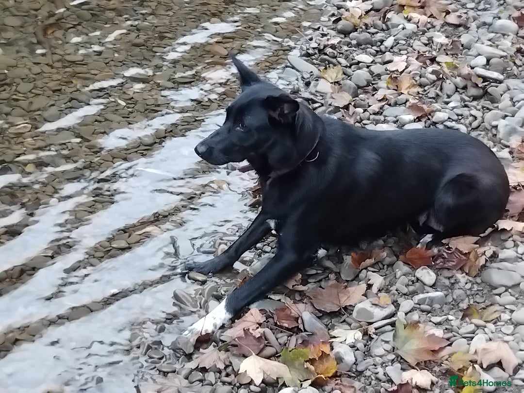 Border Collie dogs for sale: Border Collie 3/4 Kelpie 1/4 puppies - Image 5