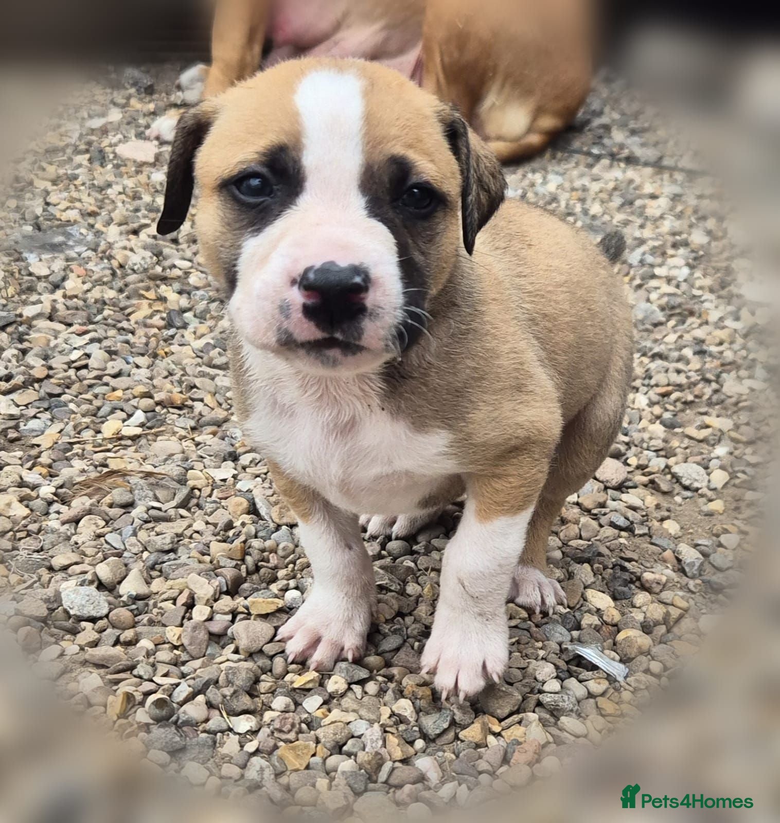 Mixed Breed dogs Lurcher bull puppies for sale - Advert 5