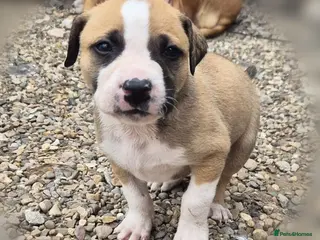 Mixed Breed dogs Lurcher bull puppies for sale - Advert 5