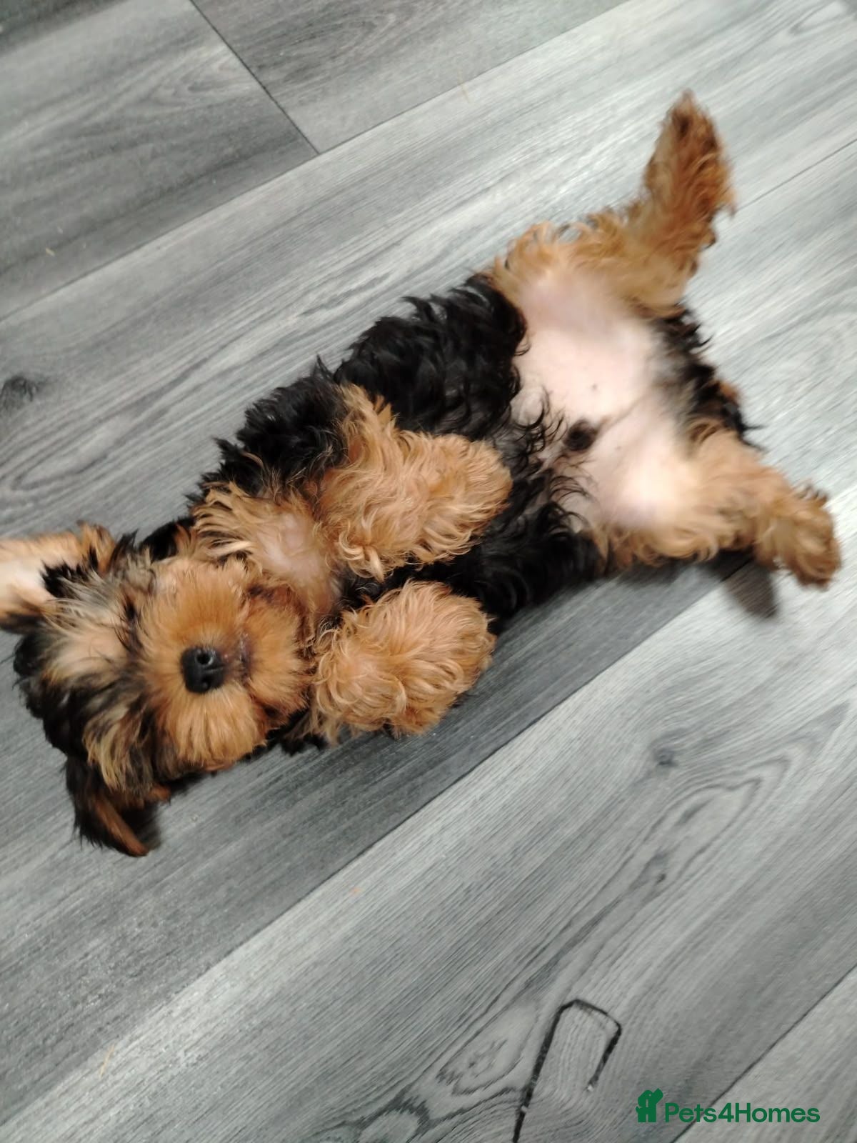 Yorkshire Terrier dogs Stunning Male Yorkshire Terrier - Advert 16