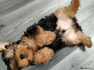 Yorkshire Terrier dogs Stunning Male Yorkshire Terrier - Advert 3