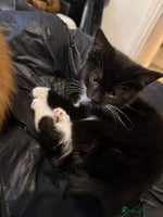 Mixed Breed cats - Advert 1