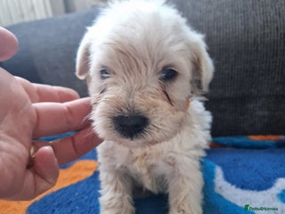 Miniature Schnauzer dogs Miniature schnauzer READY 21 DECEMBER - Advert 6