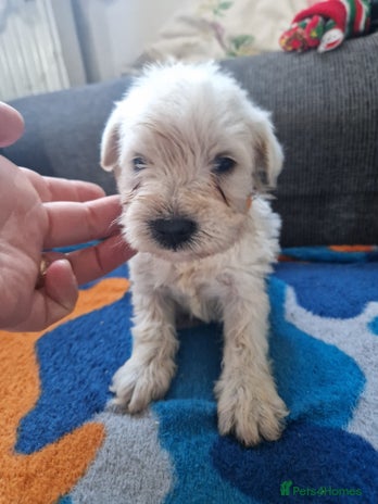 Miniature Schnauzer dogs Miniature schnauzer READY 21 DECEMBER - Advert 1