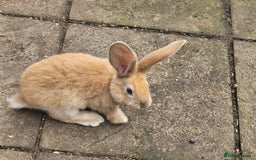 Continental Giant rabbits for sale: Pure giant continental rabbits  - Image 1