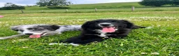 Bernese Mountain Dog dogs for sale: Beautiful Bordernese Puppies - Advert 7