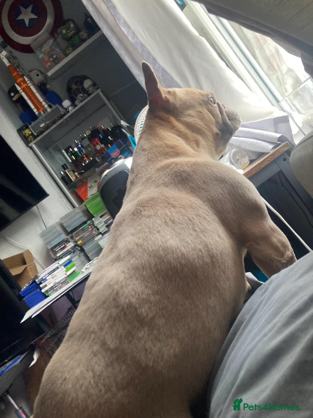 Mixed Breed dogs for sale: Puppy 9 weeks - Advert 2