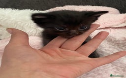 Mixed Breed cats for sale: 6 adorable kittens  - Image 11