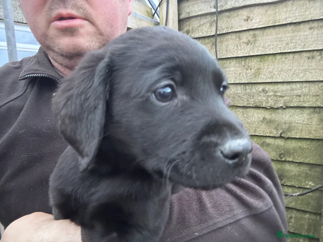 Labrador Retriever dogs for sale: 1 male KC Reg Labrador pup ready to leave now.  - Advert 2