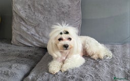 Maltese dogs for sale: Lovely Maltese Puppies - Image 9