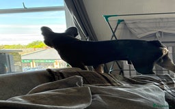 French Bulldog dogs for sale: 2 year old male, name is Blue - Image 5