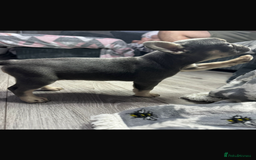 French Bulldog dogs for sale: fluffy French bulldogs  - Image 12