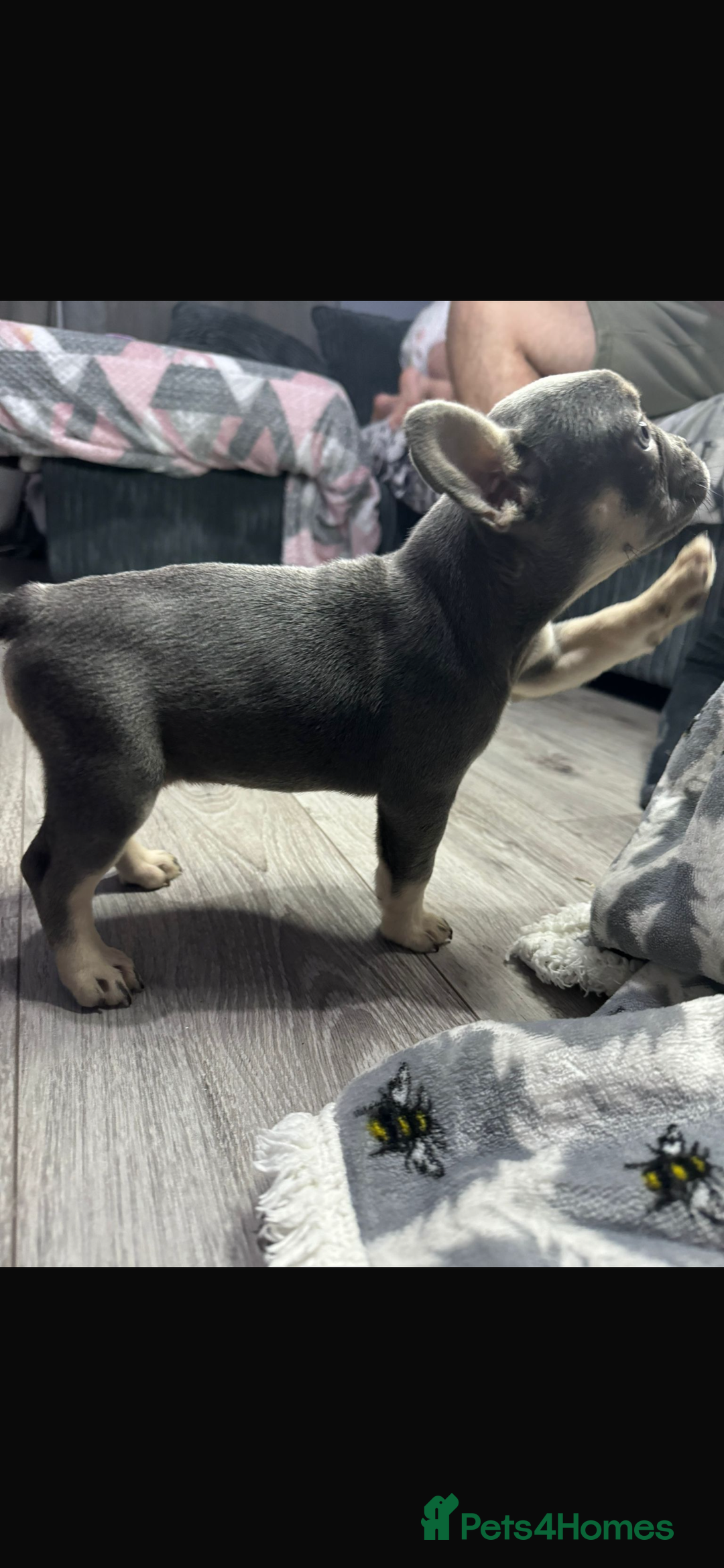French Bulldog dogs for sale: fluffy French bulldogs  - Image 12