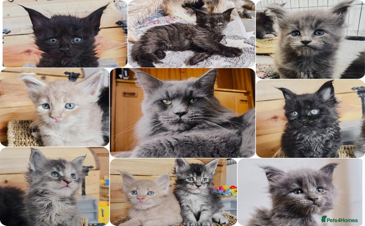 Maine Coon cats - Advert 13