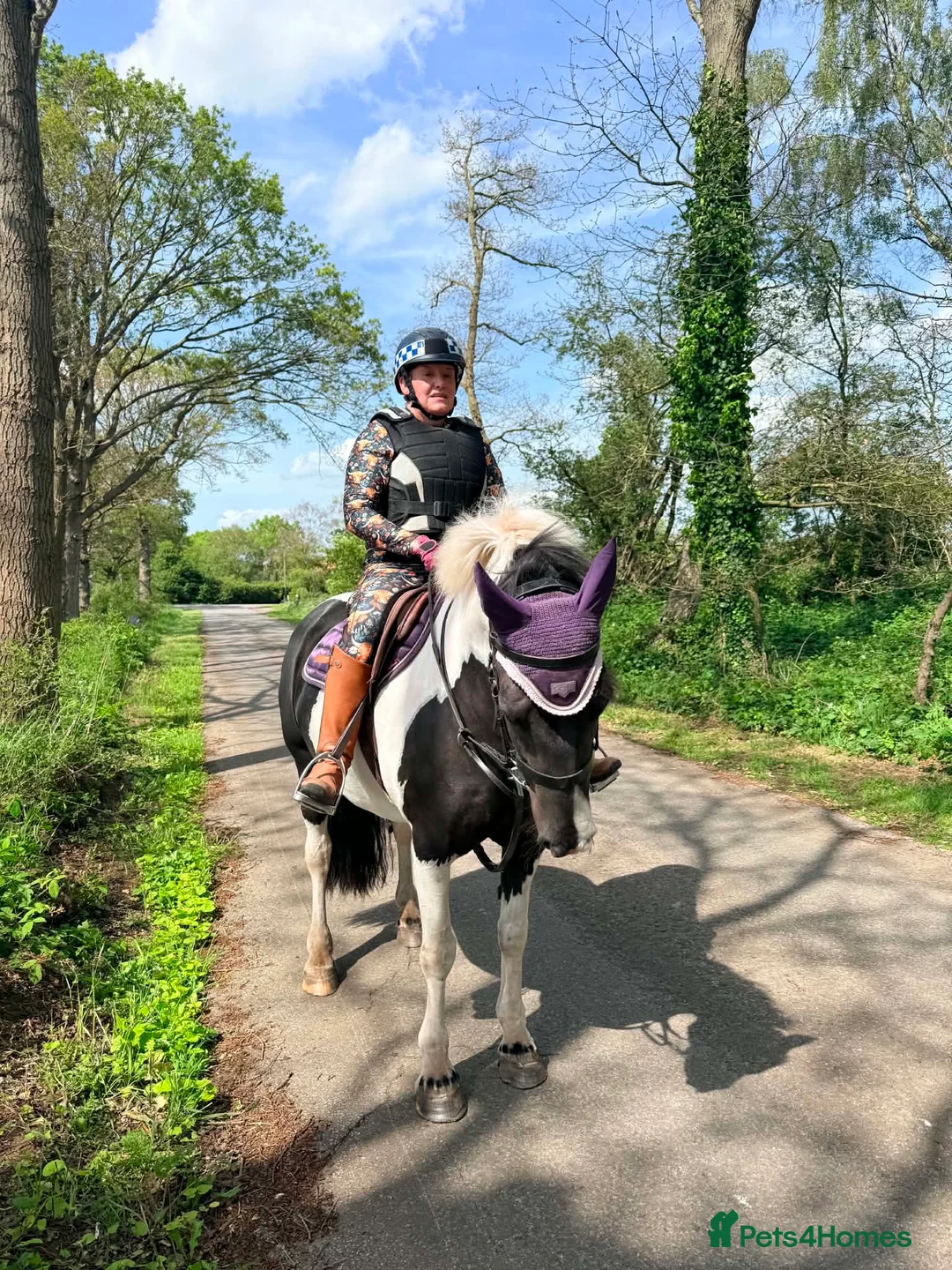 Riding pony horses for sale: 14hh 8 year old Mare inc Tack hack with potential  - Advert 2