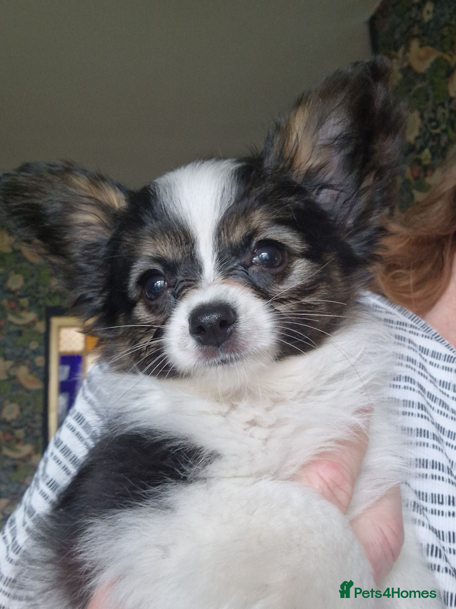 Papillon dogs Beautiful Papillon girl - Advert 2