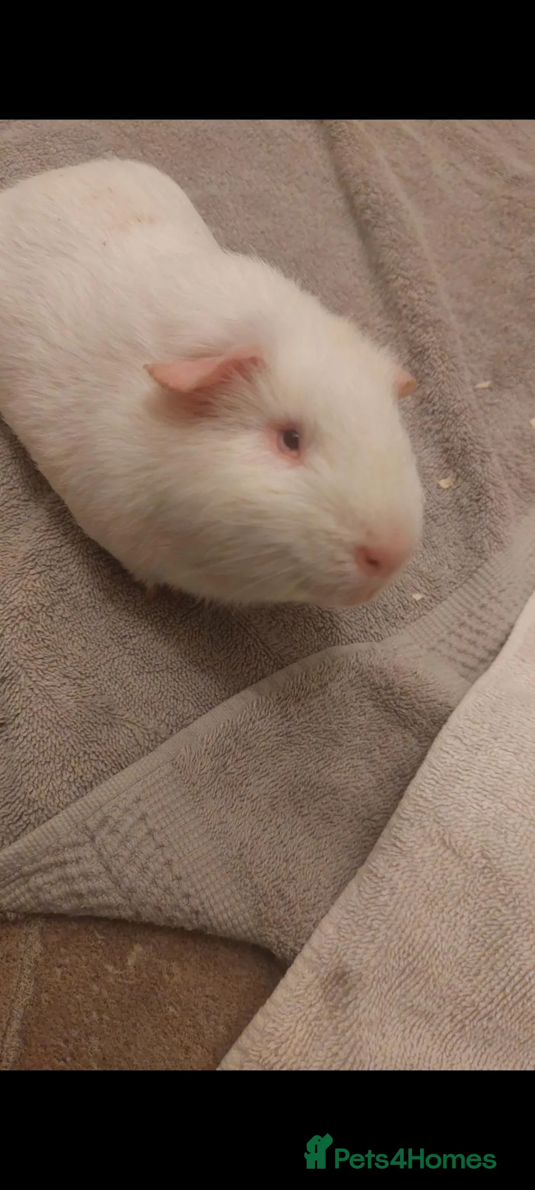 Guinea Pig rodents for sale: SPROUT- lethal white guineapig  - Advert 2