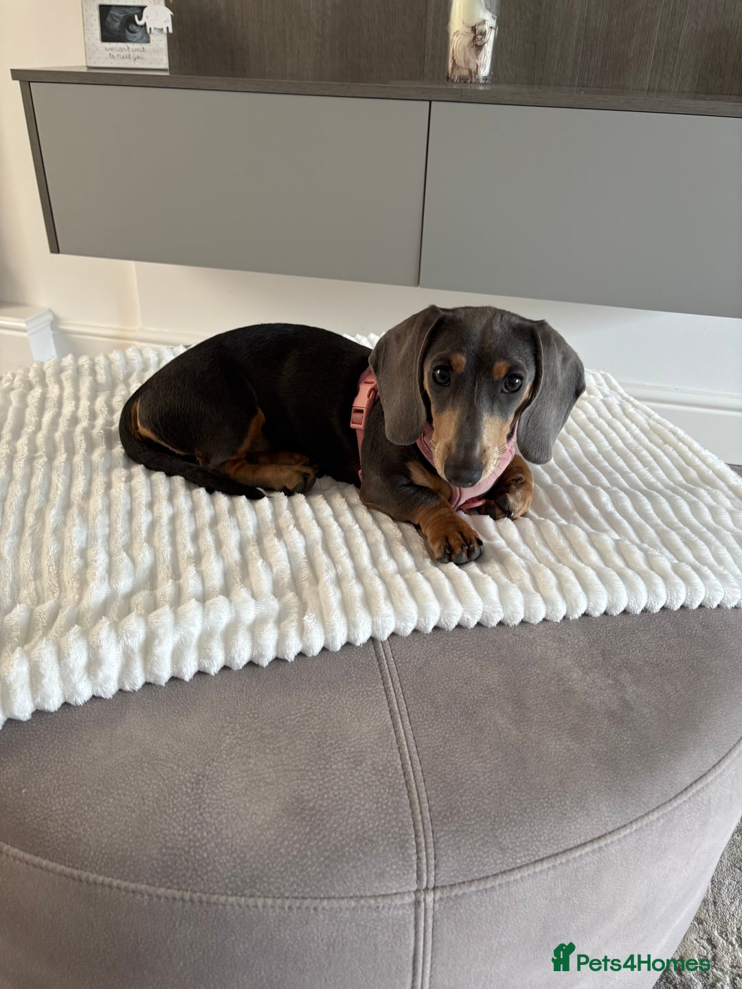 Miniature Dachshund dogs for sale: Miniature daschund  - Advert 5
