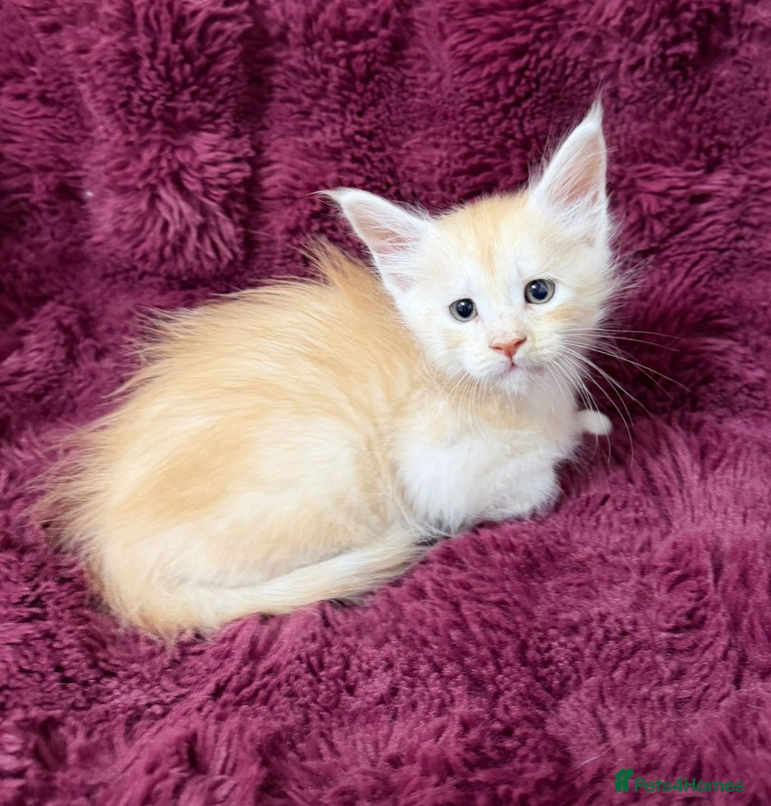 Maine Coon cats for sale: Pure Maine Coon kittens available  - Advert 4