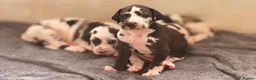 Great Dane dogs for sale: Great Dane litter waiting list announcement  - Advert 7