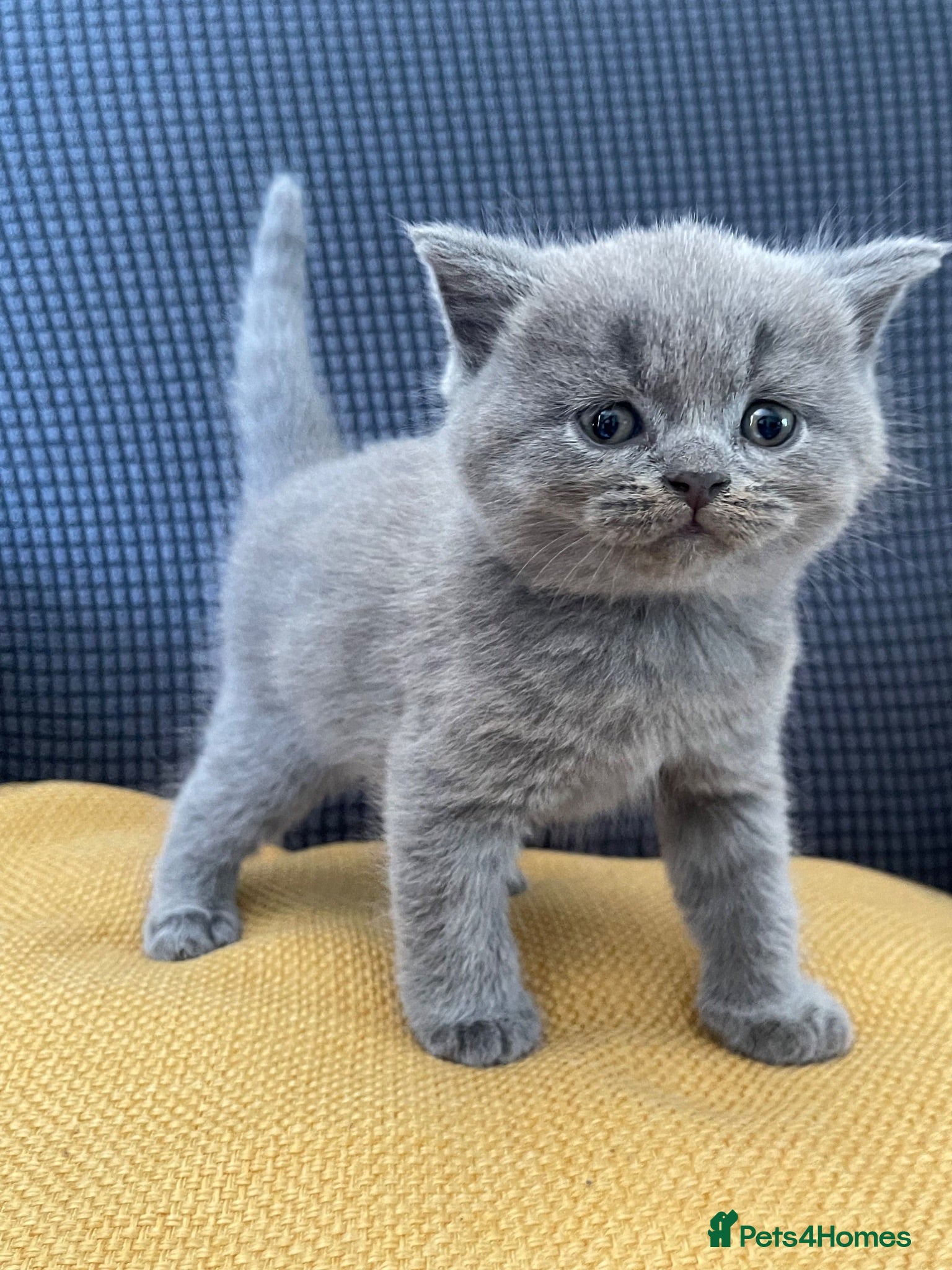 British Shorthair cats GCCF Registered British Shorthairs / Longhairs - Advert 12
