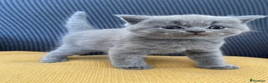 Shorthair Male
