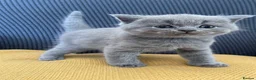 British Shorthair cats for sale: GCCF Registered British Shorthairs / Longhairs - Advert 1
