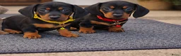 Miniature Dachshund dogs for sale: RAINBOW LITTER OF MINI DAX'S WOW 💯🔥  - Advert 2