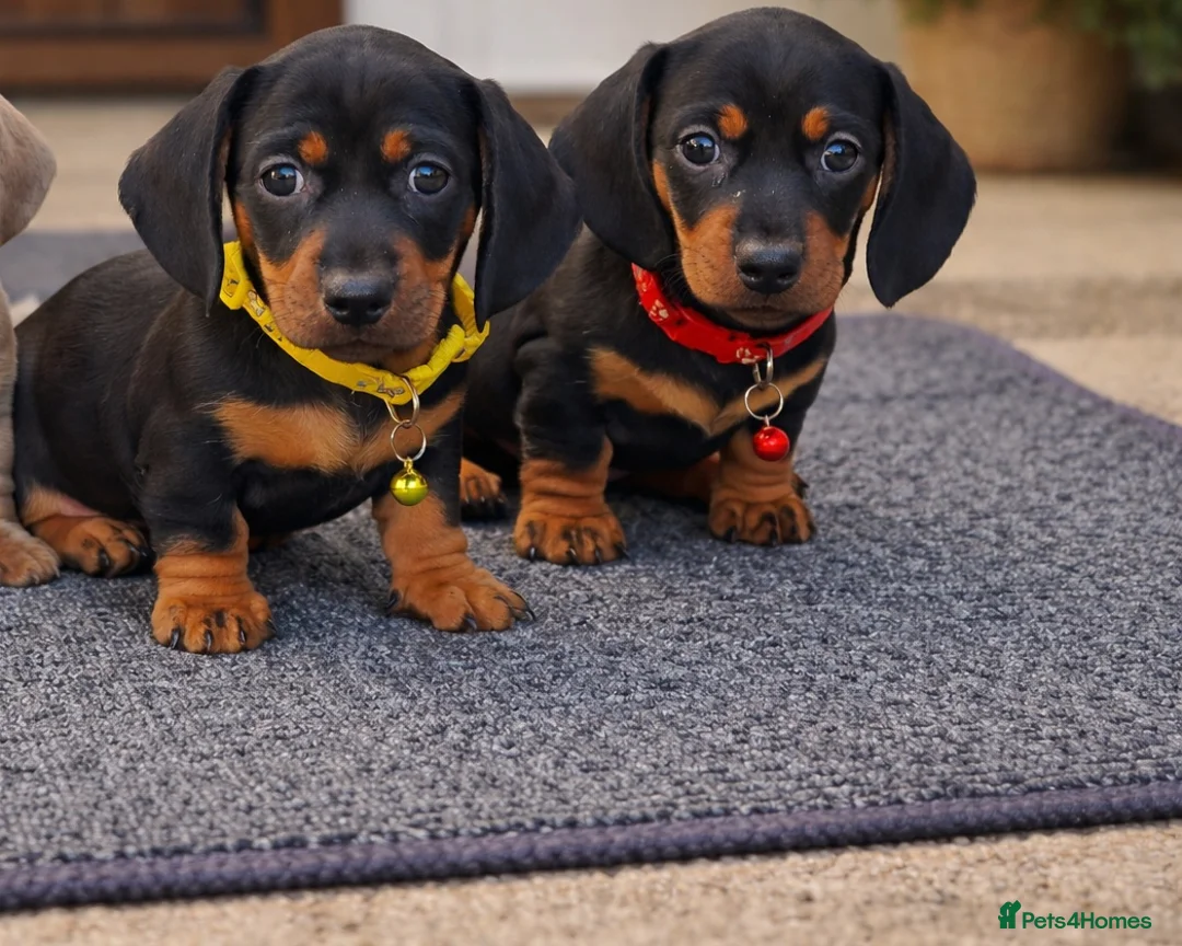 Miniature Dachshund dogs for sale: RAINBOW LITTER OF MINI DAX'S WOW 💯🔥  - Advert 2