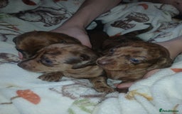 Miniature Dachshund dogs for sale: Stunning miniature dachshund  - Image 5