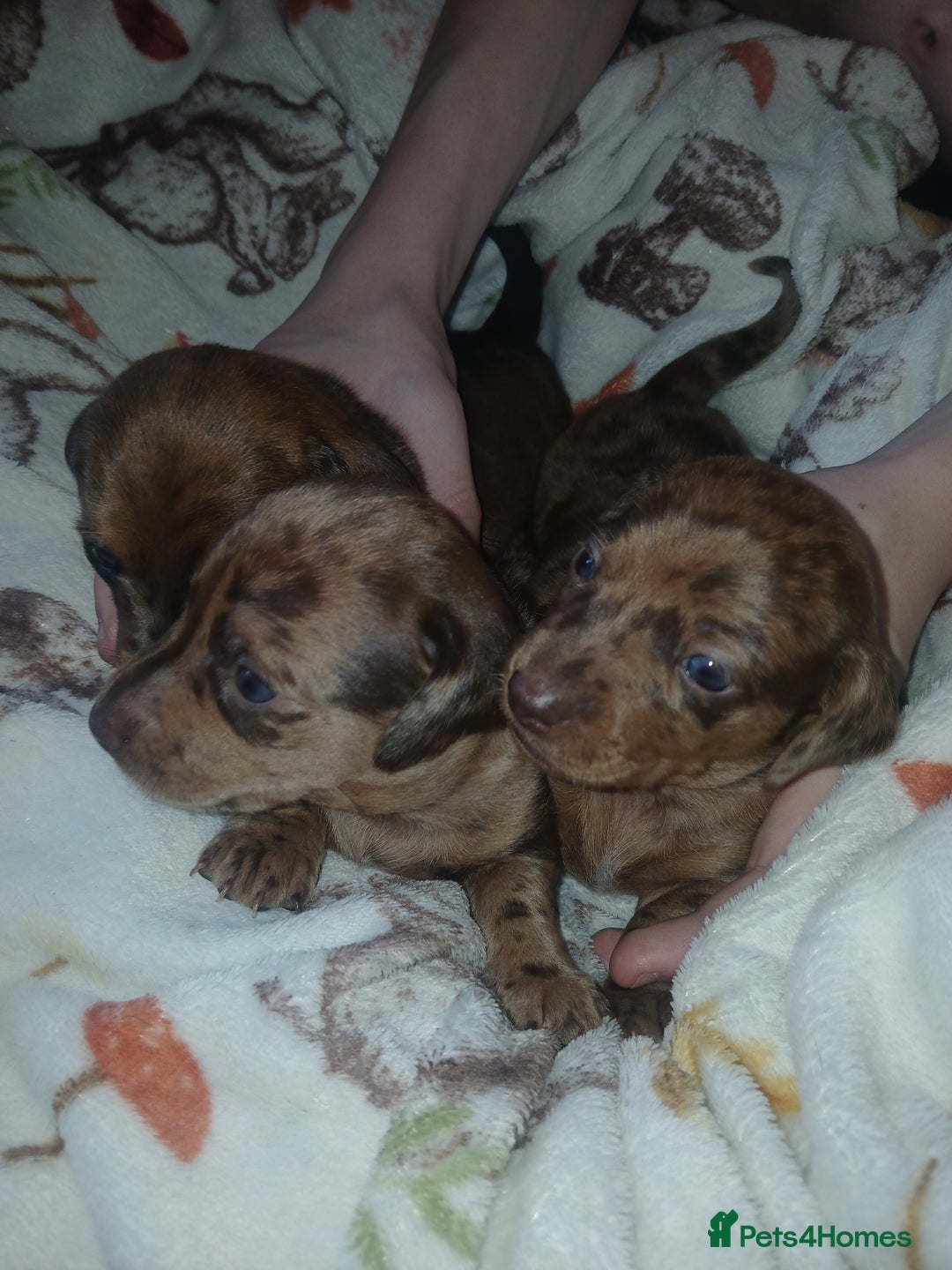 Miniature Dachshund dogs for sale: Stunning miniature dachshund  - Image 5