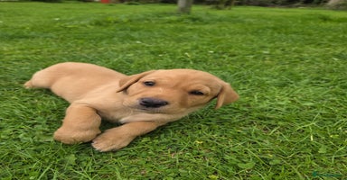 Labrador Retriever dogs - Advert 2