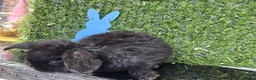 Mini Lop rabbits for sale: Mini lop babies for sale - Advert 8
