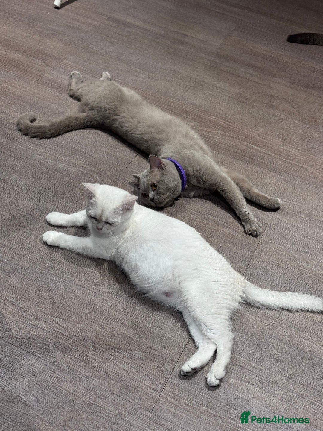 British Shorthair cats for sale: 2 BSH cat for sale - Advert 8