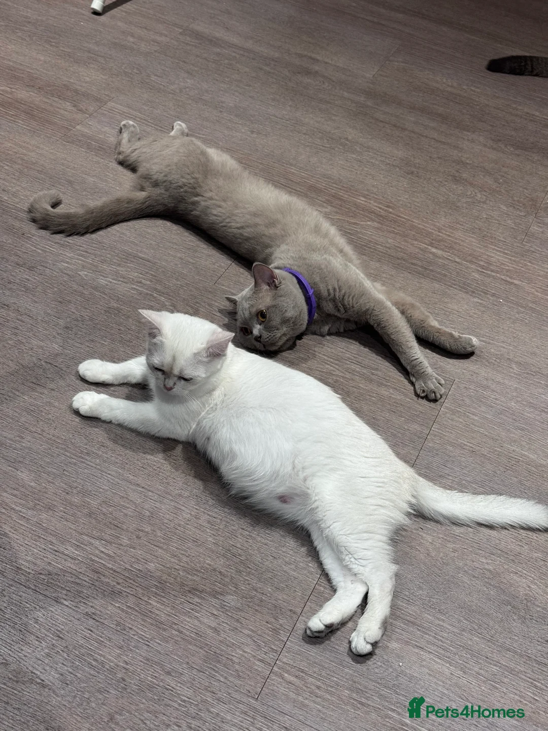 British Shorthair cats for sale: 2 BSH cat for sale - Advert 8