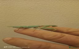 Praying Mantis invertebrates for sale: Adult male Hierodula Patillifera "Harabiro" - Image 2