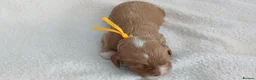Cavapoo dogs for sale: F1 CAVAPOO PUPPIES  in Stevenage - Advert 10