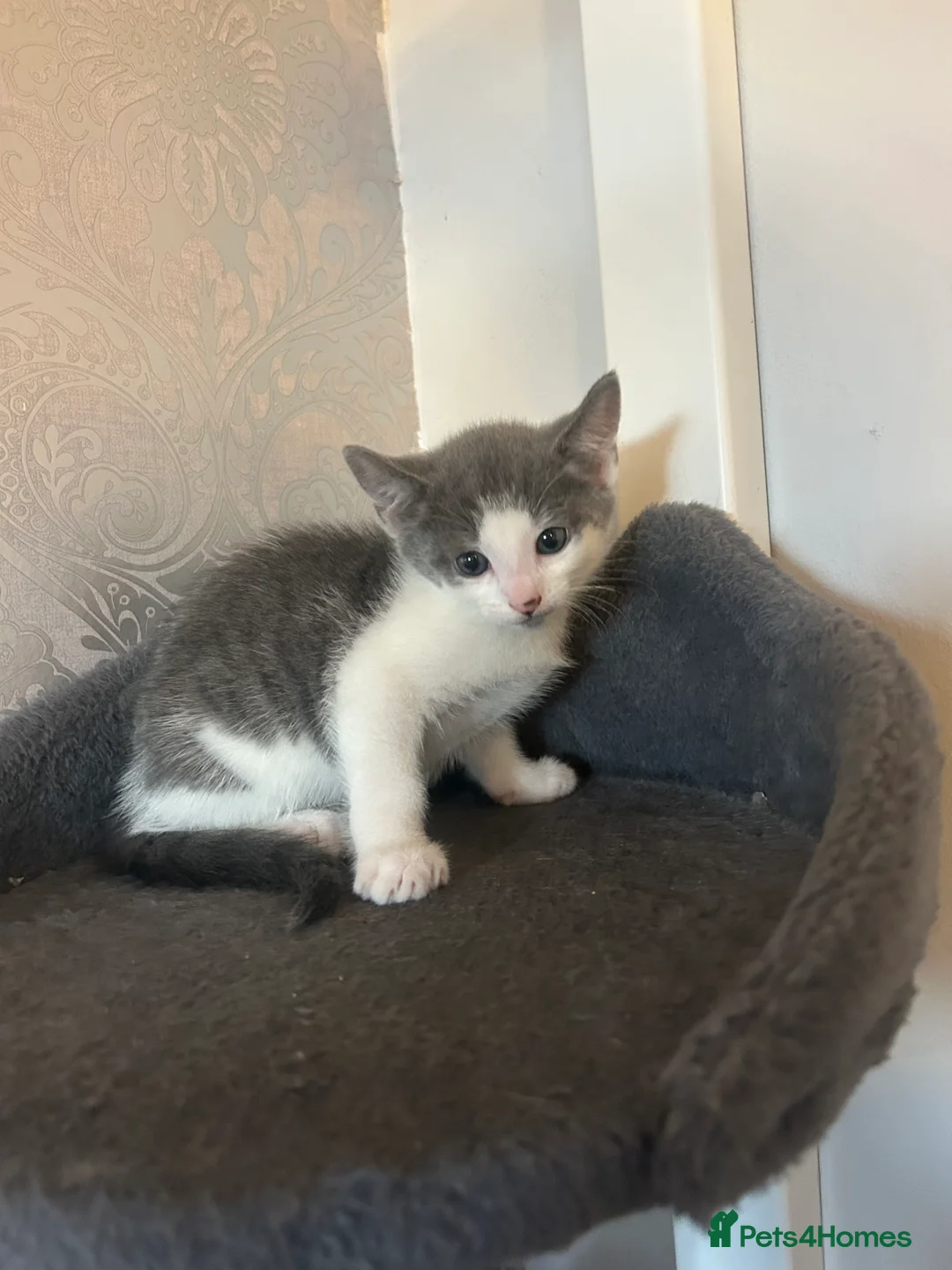 Mixed Breed cats for sale: Variety of 5 beautiful kittens 🐱  - Advert 2