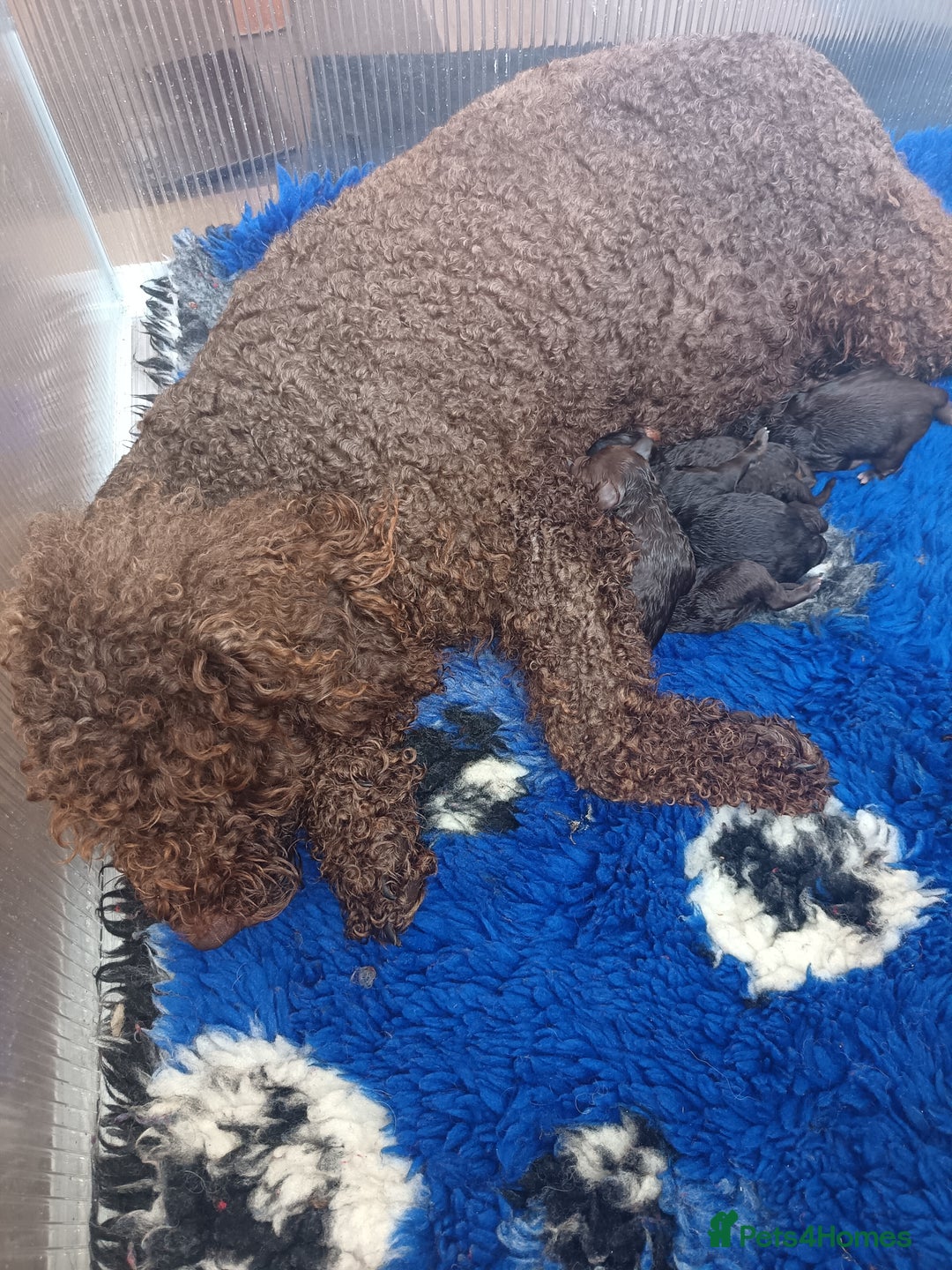 Australian Labradoodle dogs for sale: 🧡💚💙Unique Phantom &  Brown & Tuxedo 💙💚🧡 - Image 4