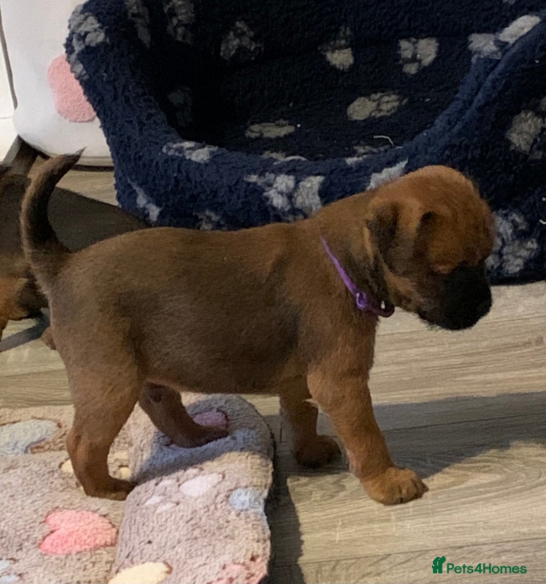 Border Terrier dogs for sale: Healthy Companions KC registered  - Advert 3